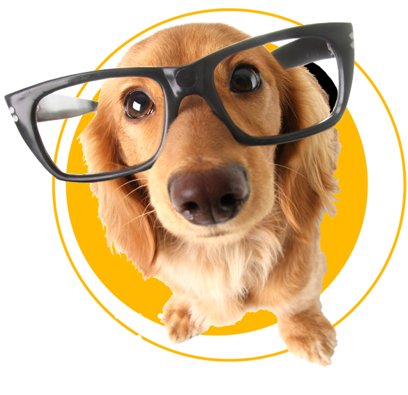About us dog image